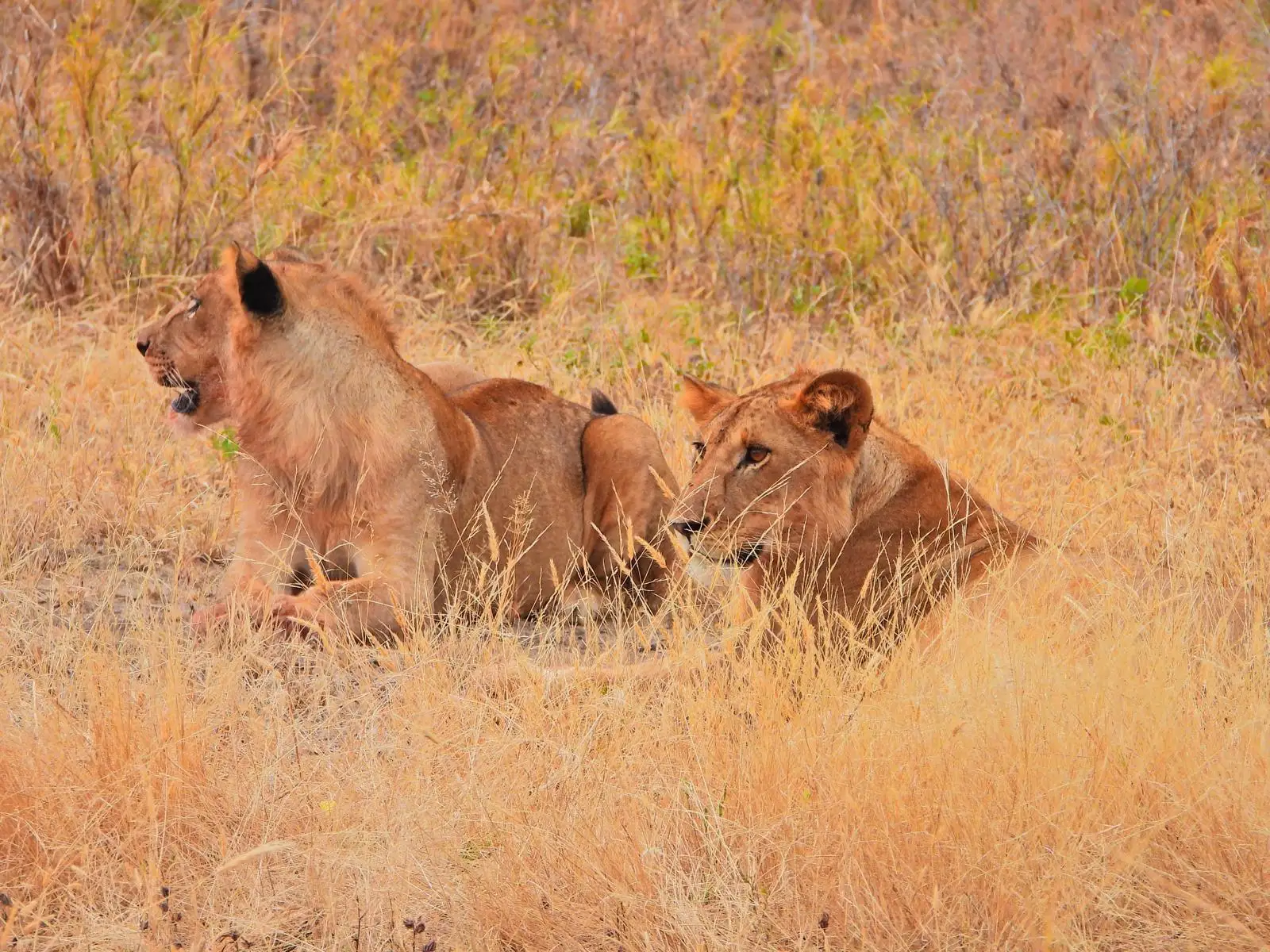 Our guests leaving Olkeri, their guide Peter spotted a jackal eyeing a lion’s kill. Since they were outside the park boundaries, they were able to go off-road and stop just 20 feet away from a lioness and her three cubs enjoying a wildebeest snack. "It was